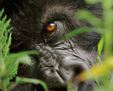 La actividad humana acaba con los animales salvajes del planeta