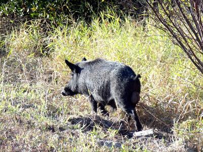 Wild Boar o Jabalí Wild Boar o Jabalí
