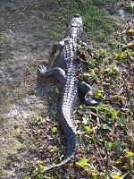 Alligator Alligator