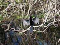 Anhinga en un arroyo Anhinga en un arroyo