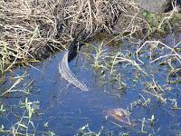 Alligator Alligator