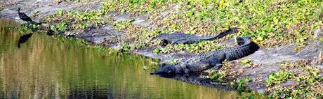 Alligators en el Myakka River Alligators en el Myakka River