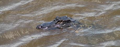 Alligator en Lake Jesup. Se dice que este es el lago con más caimanes del mundo. La cifra rondaría los 10.000 ejemplares