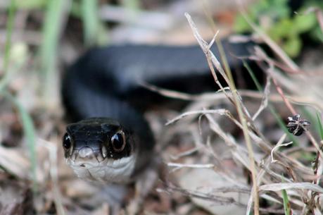 Racer (Coluber Constrictor Priapus)