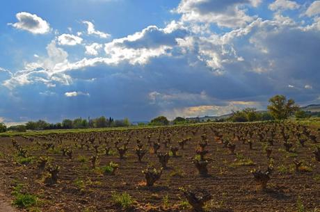 Próxima actividad: Culto al vino de La Mancha con D.O. 1 Viña culto al vino
