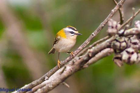 AVES DE BARAÑAIN-NAVARRA