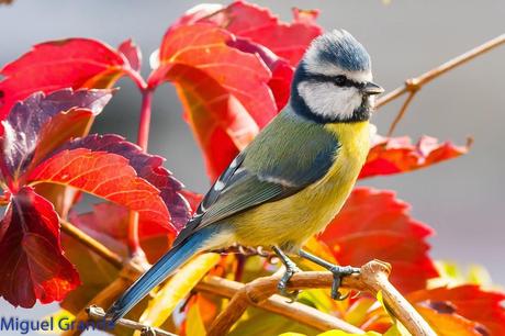 AVES DE BARAÑAIN-NAVARRA