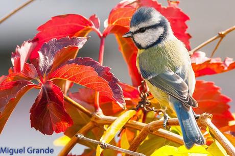 AVES DE BARAÑAIN-NAVARRA