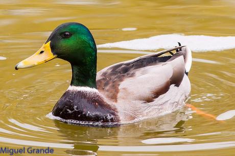 AVES DE BARAÑAIN-NAVARRA