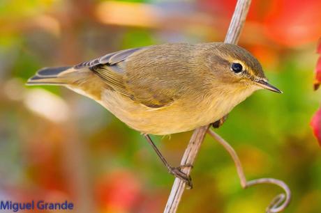 AVES DE BARAÑAIN-NAVARRA