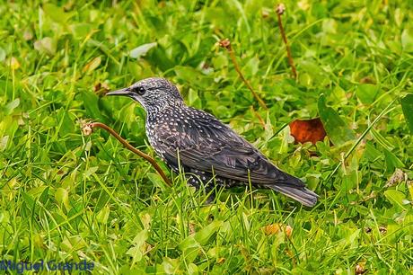 AVES DE BARAÑAIN-NAVARRA