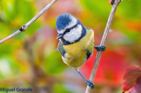 AVES DE BARAÑAIN-NAVARRA