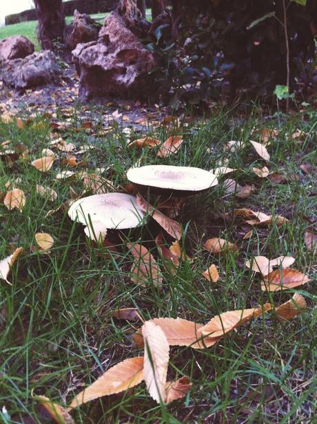 Miércoles Mudo #21: Otoño y sus setas la foto (2)