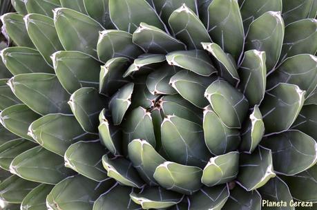 Rincones. El Real Jardín Botánico de Madrid Rincones. El Real Jardín Botánico de Madrid