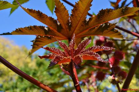 Rincones. El Real Jardín Botánico de Madrid Rincones. El Real Jardín Botánico de Madrid