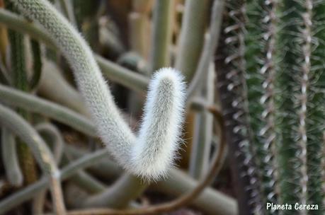 Rincones. El Real Jardín Botánico de Madrid Rincones. El Real Jardín Botánico de Madrid