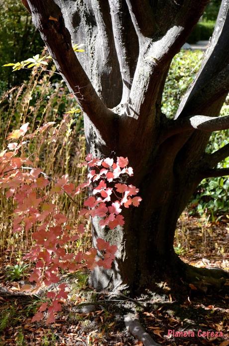 Rincones. El Real Jardín Botánico de Madrid Rincones. El Real Jardín Botánico de Madrid