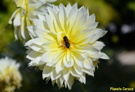 Rincones. El Real Jardín Botánico de Madrid Rincones. El Real Jardín Botánico de Madrid