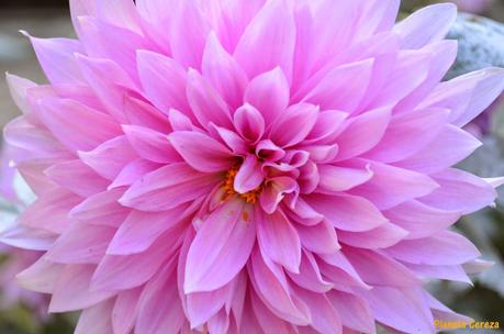 Rincones. El Real Jardín Botánico de Madrid Rincones. El Real Jardín Botánico de Madrid