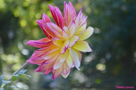 Rincones. El Real Jardín Botánico de Madrid Rincones. El Real Jardín Botánico de Madrid