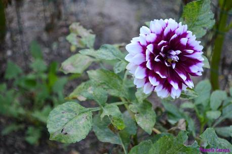 Rincones. El Real Jardín Botánico de Madrid Rincones. El Real Jardín Botánico de Madrid