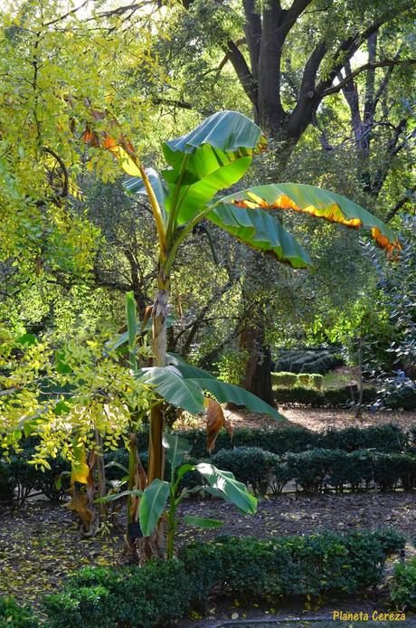 Rincones. El Real Jardín Botánico de Madrid Rincones. El Real Jardín Botánico de Madrid