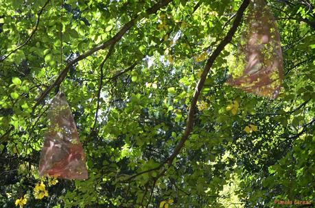 Rincones. El Real Jardín Botánico de Madrid Rincones. El Real Jardín Botánico de Madrid