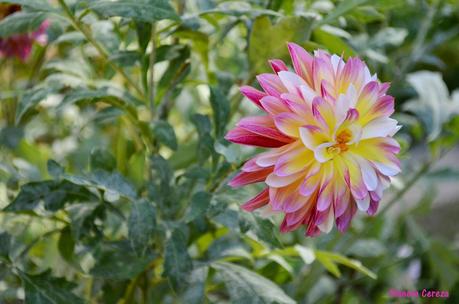 Rincones. El Real Jardín Botánico de Madrid Rincones. El Real Jardín Botánico de Madrid