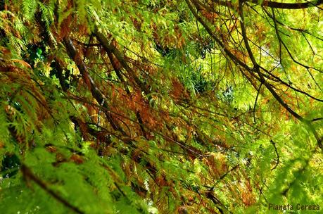 Rincones. El Real Jardín Botánico de Madrid Rincones. El Real Jardín Botánico de Madrid