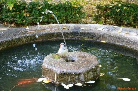 Rincones. El Real Jardín Botánico de Madrid Rincones. El Real Jardín Botánico de Madrid