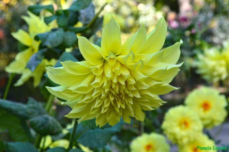 Rincones. El Real Jardín Botánico de Madrid Rincones. El Real Jardín Botánico de Madrid