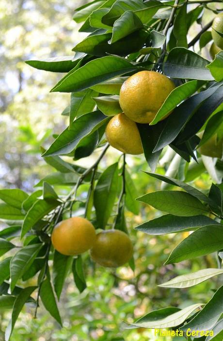 Rincones. El Real Jardín Botánico de Madrid Rincones. El Real Jardín Botánico de Madrid