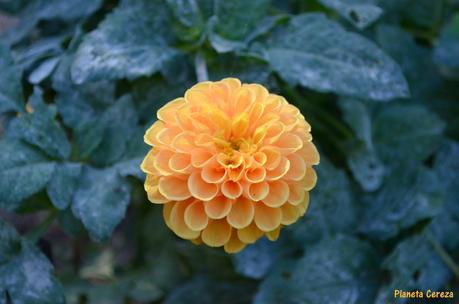 Rincones. El Real Jardín Botánico de Madrid Rincones. El Real Jardín Botánico de Madrid