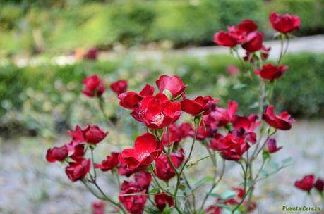 Rincones. El Real Jardín Botánico de Madrid Rincones. El Real Jardín Botánico de Madrid