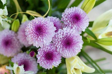 flores-violetas-macro-mini