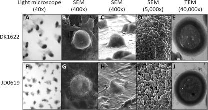 Los orgánulos celulares: estructura y función I Los orgánulos celulares: estructura y función I
