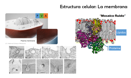 Los orgánulos celulares: estructura y función I