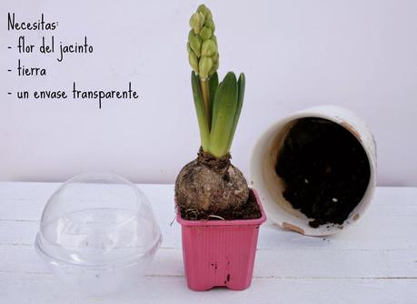 El jacinto, es facilísimo de trasplantar y le ayudas así a florecer