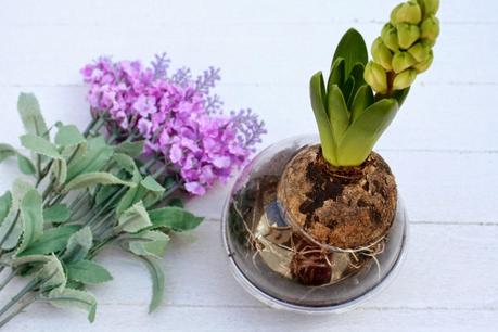 El jacinto, es facilísimo de trasplantar y le ayudas así a florecer