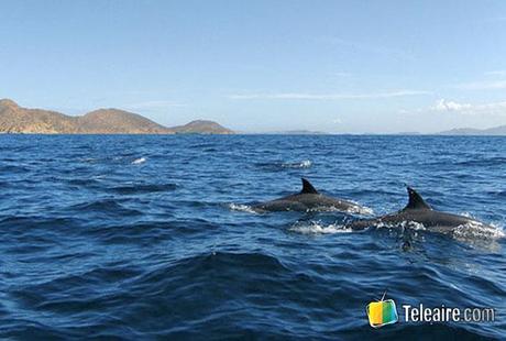Destinos imperdibles de Venezuela nado de delfines en Mochima