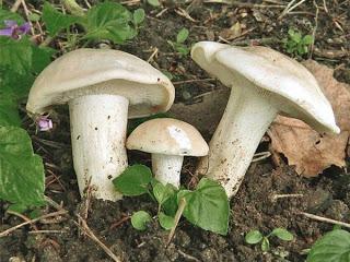 Gastronomía y micología: Las setas Gastronomía y micología: Las setas