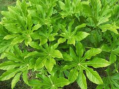 Plantas descontaminantes para el hogar II Japanese Aralia / Fatsia japonica / 八つ手(ヤツデ)