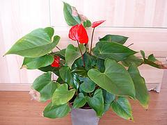 Plantas descontaminantes para el hogar II Anthurium