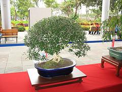 Plantas descontaminantes para el hogar II Bonsai