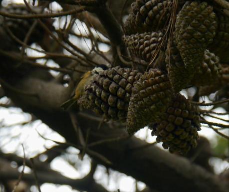 Un carbonero garrapinos Un carbonero garrapinos