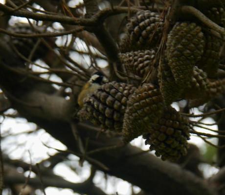 Un carbonero garrapinos Un carbonero garrapinos