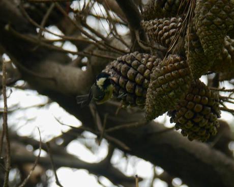 Un carbonero garrapinos Un carbonero garrapinos