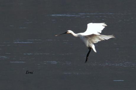 LOS CISNES CANTORES CONTINÚAN EN LA MARISMA