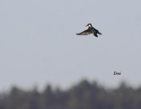 LOS CISNES CANTORES CONTINÚAN EN LA MARISMA