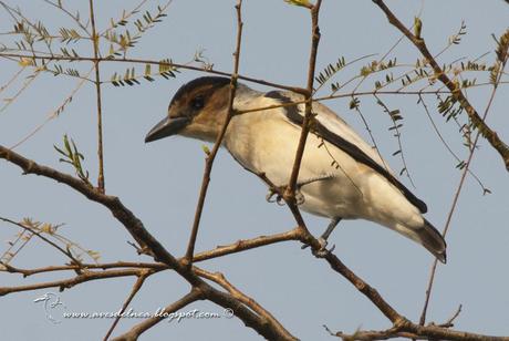 Tueré chico (Black-crowned Tityra) Tityra inquisitor ♀